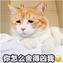 既可爱又搞笑的小猫头像-这样的头像比较个性