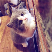 猫咪情侣头像不待人 可爱猫咪情侣头像一对