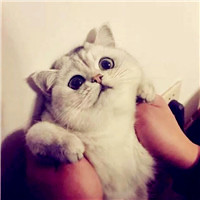 猫咪情侣头像不待人 可爱猫咪情侣头像一对