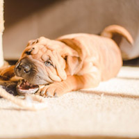 斗牛犬头像,憨萌的斗牛犬图片头像大全