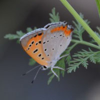 蝴蝶头像 色彩斑斓的蝴蝶高清图片