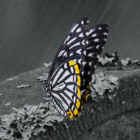 蝴蝶头像 色彩斑斓的蝴蝶高清图片