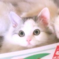 关于动物的情侣头像,小猪,小猫,小狗,小兔子图片