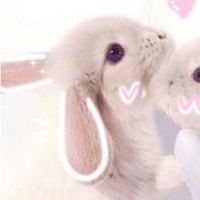 关于动物的情侣头像,小猪,小猫,小狗,小兔子图片
