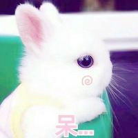 人见人爱的可爱小白兔 唯美可爱兔子头像