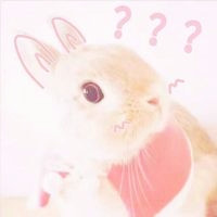 人见人爱的可爱小白兔 唯美可爱兔子头像