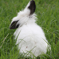 小白兔头像 最近微信流行一个兔子的头像