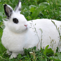 小白兔头像 最近微信流行一个兔子的头像