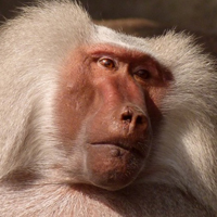 可爱猴子头像 活泼机灵的猴子高清图片