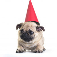 可爱斗牛犬头像 可爱斗牛犬狗狗图片