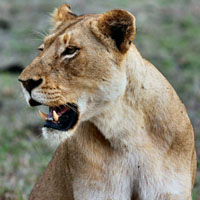 凶猛动物头像,凶猛野生秀美的母狮子图片