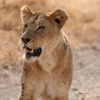 凶猛动物头像,凶猛野生秀美的母狮子图片