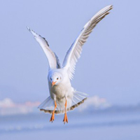 海边海鸥头像,大海上飞翔的海鸥图片