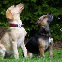 可爱狗狗图片头像 狗是忠诚度极高的宠物人类的朋友
