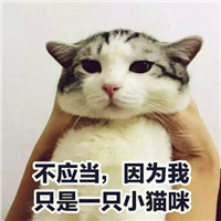 带字萌猫头像图片 可爱又有点搞笑的小猫美图