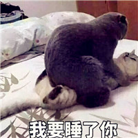 带字萌猫头像图片 可爱又有点搞笑的小猫美图