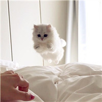 萌宠头像,大家都喜欢的狗狗,小猫高清萌宠头像