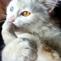 悠然自得的猫咪图片,小猫的头的图片