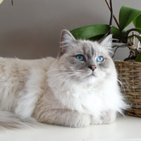 悠然自得的猫咪图片,小猫的头的图片