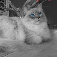 悠然自得的猫咪图片,小猫的头的图片