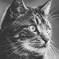 好奇心满满小猫头像，侧脸张望瞪着双眼的猫咪图片