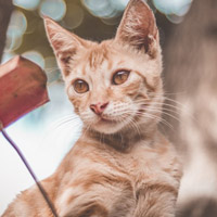好奇心满满小猫头像，侧脸张望瞪着双眼的猫咪图片