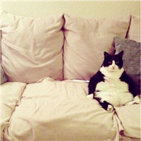 胖胖的小猫头像图片大全可爱，这主人养的也太好了