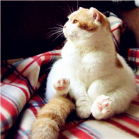 胖胖的小猫头像图片大全可爱，这主人养的也太好了