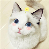 胖胖的小猫头像图片大全可爱，这主人养的也太好了