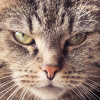 猫儿把眼睛稍微睁了一睁，可以当头像的猫的图片