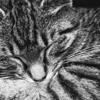 猫儿把眼睛稍微睁了一睁，可以当头像的猫的图片