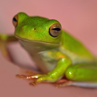 绿色青蛙的头像，形态各异的青蛙图片
