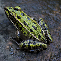 绿色青蛙的头像，形态各异的青蛙图片
