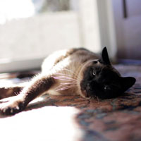 猫咪全身无力一直躺着，躺在地毯上的猫咪图片