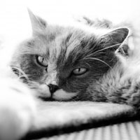 猫咪全身无力一直躺着，躺在地毯上的猫咪图片