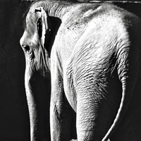 大象头像，身体庞大的大象头像图片大全