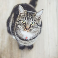 小猫照片可爱头像图片，睁大双眼的小猫图片太喜欢了