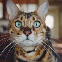 小猫照片可爱头像图片，睁大双眼的小猫图片太喜欢了