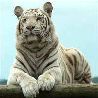 高清老虎头像图片霸气，锋利的爪牙和威风的样子