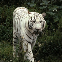 高清老虎头像图片霸气，锋利的爪牙和威风的样子