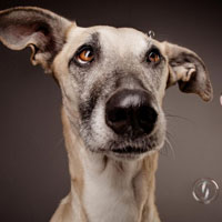 猎犬惠比特犬头像图片，强壮而有力外形是极度高雅优美