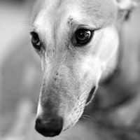 猎犬惠比特犬头像图片，强壮而有力外形是极度高雅优美