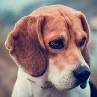 比格犬头像，可爱呆萌比格犬头像高清图片