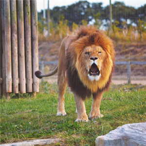 霸气雄狮头像，史上最霸气狮子图片