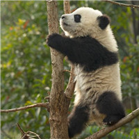 搞笑的熊猫头像图片，国宝熊猫图片12P