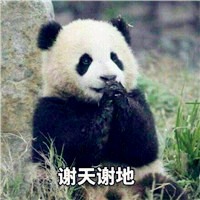 搞笑的熊猫头像图片，国宝熊猫图片12P