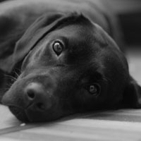 黑色的拉布拉多犬图片，拉布拉多头像图片