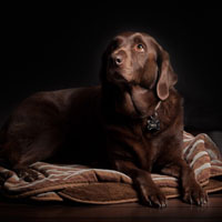 黑色的拉布拉多犬图片，拉布拉多头像图片