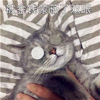 小猫头像图片大全可爱 特别搞笑得笑死人的文字