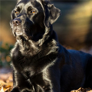 小狗头像 黑色拉布拉多犬图片大全